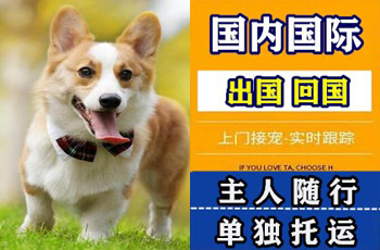 广安市宠物托运公司广安市宠物托运公司广安市宠物托运公司