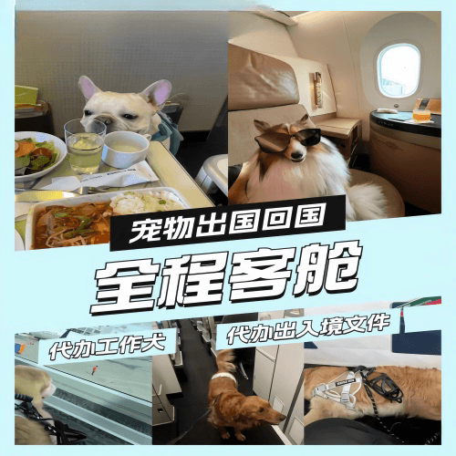 广安市宠物托运到白俄罗斯宠物入境规定和要求